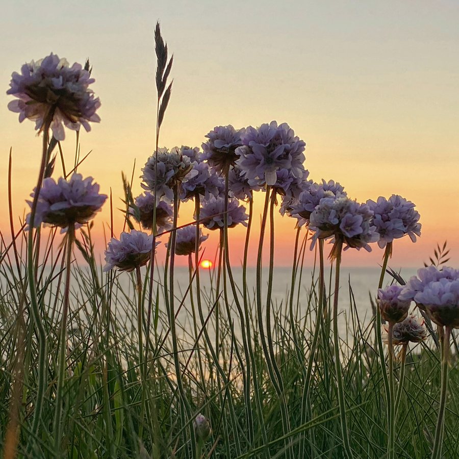 Sunset through thrift